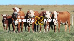 4 VACAS BRAFORD C/CRIA 2x1