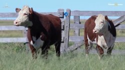 2 NOVILHAS HEREFORD 2,5 PRENHAS