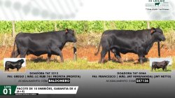 LOTE 01 EMBRIES 2212 G066