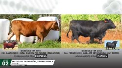 LOTE 02 EMBRIES 1793 G066