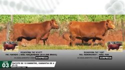 LOTE 03 EMBRIES k1077 1087