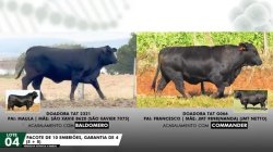 LOTE 04 EMBRIES 2321 e g066