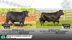 LOTE 05 EMBRIES 1960 E TE72