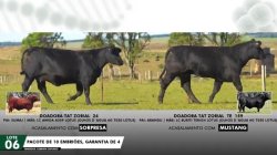 LOTE 06 EMBRIES 24 E 159