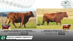 LOTE 07 EMBRIES C215 E 121A