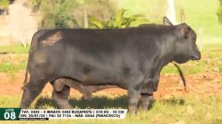 LOTE 08 TAT 2403