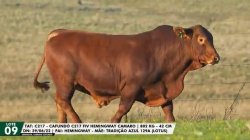 LOTE 09 TAT C217