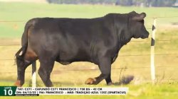 LOTE 10 TAT C271