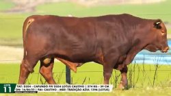 LOTE 11 TAT D354