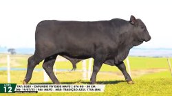 LOTE 12 TAT D355