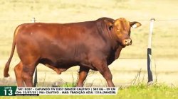 LOTE 13 TAT D357