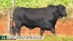 LOTE 14 TAT TE2305