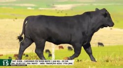 LOTE 15 TAT D358
