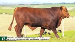 LOTE 16 TAT D360