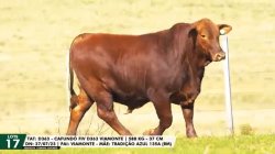 LOTE 17 TAT D363