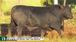 LOTE 19 TAT TE2310