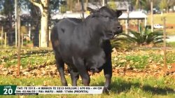 LOTE 20 TAT TE2313