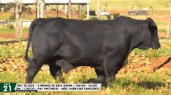 LOTE 21 TAT TE2332