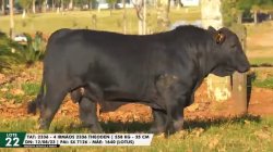 LOTE 22 TAT 2336