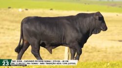 LOTE 23 TAT D398