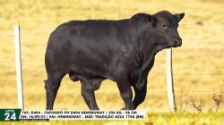 LOTE 24 TAT D404