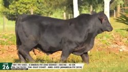 LOTE 26 TAT FIV2353 