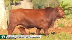 LOTE 27 TAT 2357