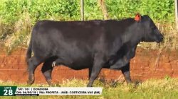 LOTE 28 TAT 761 DOADORA