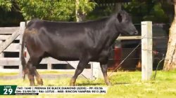 LOTE 29 TAT 1640