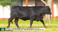 LOTE 30 TAT 8620