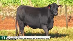 LOTE 31 TAT 1960 DOADORA