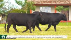 LOTE 32 TAT 2202, 2229