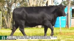 LOTE 33 TAT 2207