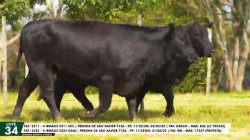 LOTE 34 TAT 2211,2222
