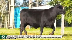 LOTE 36 TAT 8971