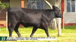 LOTE 37 TAT 2219
