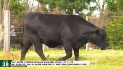 LOTE 38 TAT 9007b