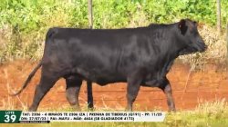 LOTE 39 TAT 2306
