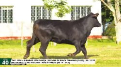 LOTE 40 TAT 2328