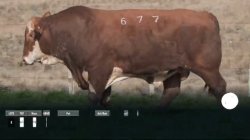 H677