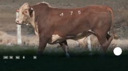 H475