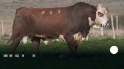 H855