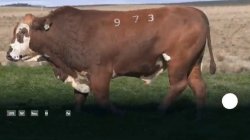 H973
