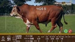 lote 51 - Braford 3a