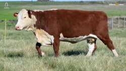 1 VACA HEREFORD PRENHA