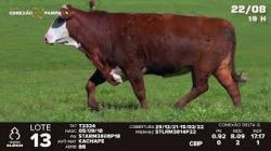 lote 13
