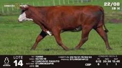 lote 14