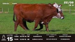 lote 15