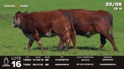 lote 16