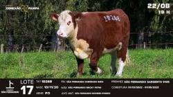 lote 17